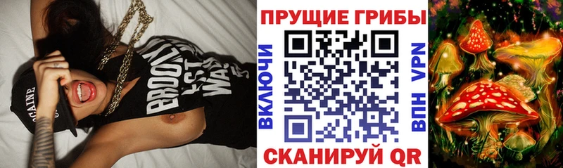 где купить наркоту  Санкт-Петербург  Псилоцибиновые грибы Cubensis 